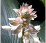 Hosta Queen of The Seas (Хоста Куин оф Зе Зиаз)