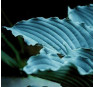 Hosta Queen of The Seas (Хоста Куин оф Зе Зиаз)
