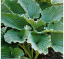 Hosta Queen of The Seas (Хоста Куин оф Зе Зиаз)