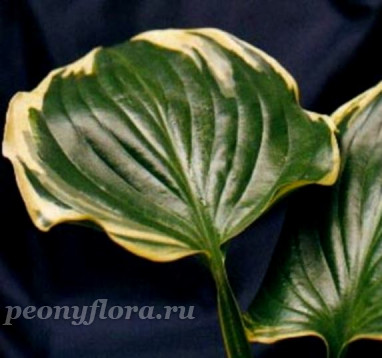 Hosta Reflections (Рефлекшенс)