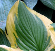 Hosta Riviera Sunset (Хоста Ривьера Сансет)