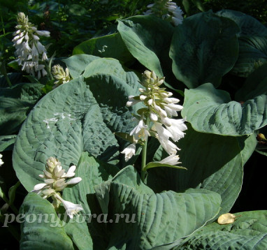 Hosta Elegans sieboldiana (Зибольдиана), 