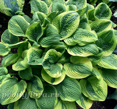 Hosta Unforgettable (Анфогеттабл)