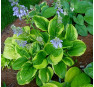 Hosta Unforgettable (Анфогеттабл)