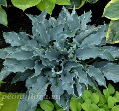 Hosta Waterslide (Уотеслайд)