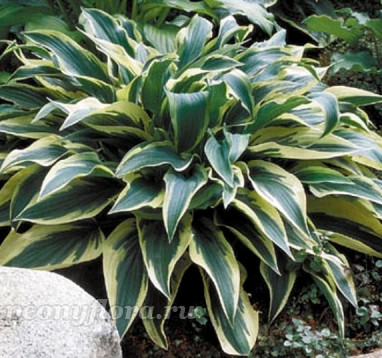 Hosta Wolverine (Волверин)
