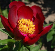 Пион Illini Warrior (Иллини Уорриор)