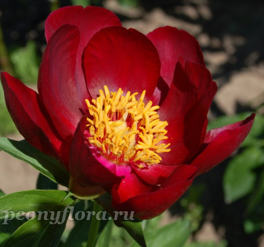 Пион Illini Warrior (Иллини Уорриор)