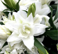 Розелилия 'Анжела' (Roselily 'Angela') 