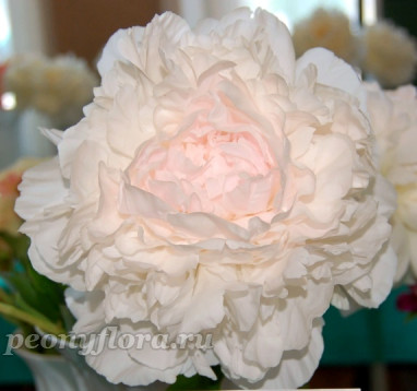 Пион Marilla Beauty (Марилла Бьюти)