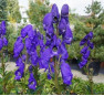 Аконит  'Кармихеля' (Aconitum carmichaelii)