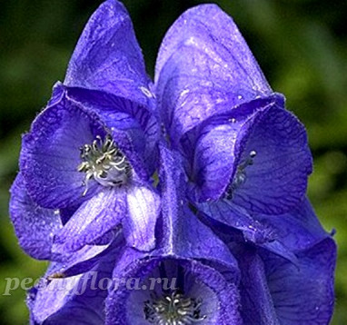 Аконит  'Кармихеля' (Aconitum carmichaelii)