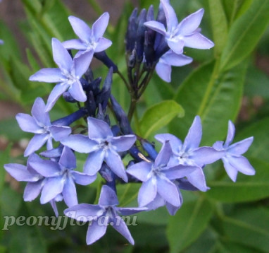 Амсония 'Блю Айс' (Amsonia 'Blue Ice')