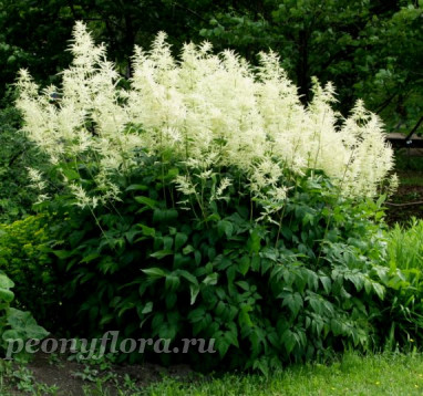 Арункус (волжанка) (Aruncus dioicus)