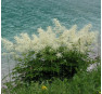 Арункус (волжанка) (Aruncus dioicus)