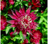 Астранция 'Кларет' (Astrantia major ‘Claret’)  