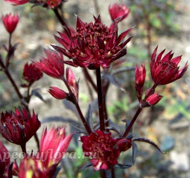 Астранция 'Кларет' (Astrantia major ‘Claret’)  
