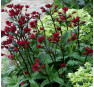 Астранция 'Кларет' (Astrantia major ‘Claret’)  