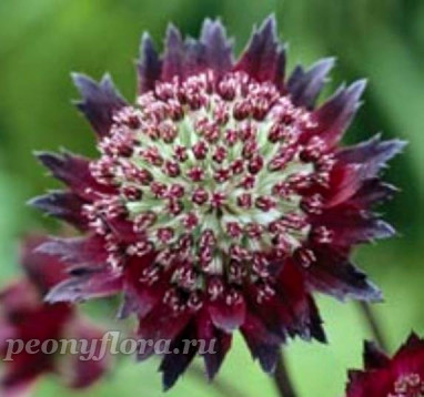 Астранция 'Мулен Руж' (Astrantia 'Moulin Rouge') 