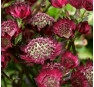 Астранция 'Мулен Руж' (Astrantia 'Moulin Rouge') 