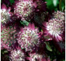Астранция 'Стар оф Бьюти' (Astrantia 'Star of Beauty')   