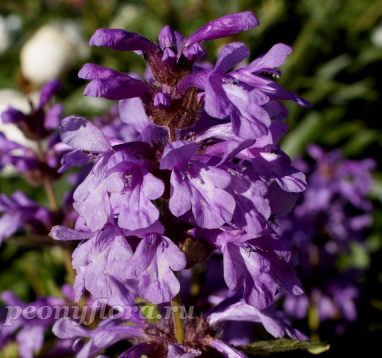 Буквица крупноцветковая (Betonica grandiflora) 