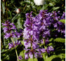 Буквица крупноцветковая (Betonica grandiflora) 