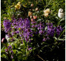 Буквица крупноцветковая (Betonica grandiflora) 