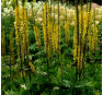Бузульник Пржевальского (Ligularia przewalskii) 