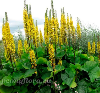 Бузульник Вильсона (Ligularia wilsoniana) 
