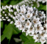 Вербейник ландышевый Lysimachia clethroides 