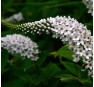 Вербейник ландышевый Lysimachia clethroides 