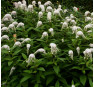 Вербейник ландышевый Lysimachia clethroides 
