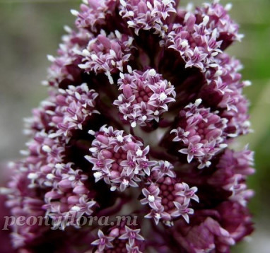 Белокопытник гибридный (Petasites hybridus) 