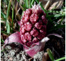 Белокопытник гибридный (Petasites hybridus) 
