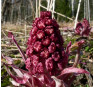 Белокопытник гибридный (Petasites hybridus) 