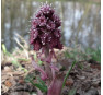 Белокопытник гибридный (Petasites hybridus) 