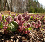 Белокопытник гибридный (Petasites hybridus) 