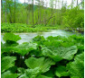 Белокопытник гибридный (Petasites hybridus) 