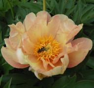 Пион Singing in the Rain (Сингинг ин зе Райн)