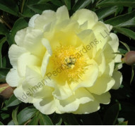 Пион Smith Family Yellow