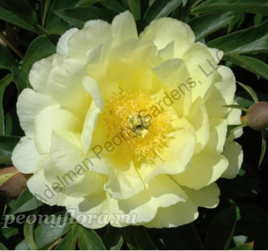 Пион Smith Family Yellow