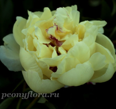 Пион Yellow Waterlilly (Еллоу Ватерлилли) (ITOh)