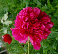 Пион Angelo Cobb Freeborn (Анж. Кобб Фриборн)