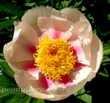 Пион Athena (Афина) 