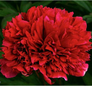 Пион Auten's 1816 (Отенс 1816)