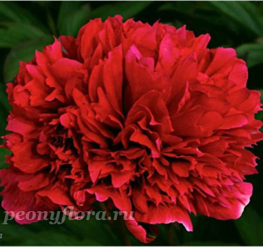 Пион Auten's 1816 (Отенс 1816)