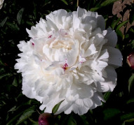 Пион Ave Maria (Аве Мария)