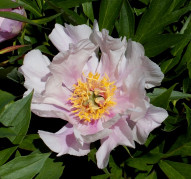 Пион Ballarena de Saval (Балларена де Саваль) 