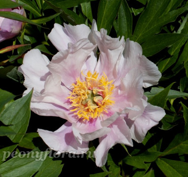 Пион Ballarena de Saval (Балларена де Саваль) 